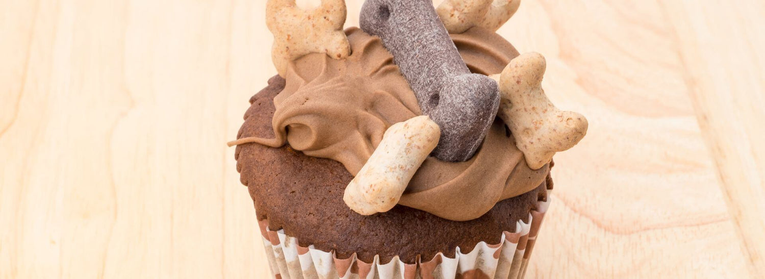 Dog Chocolate Sensitivity photo