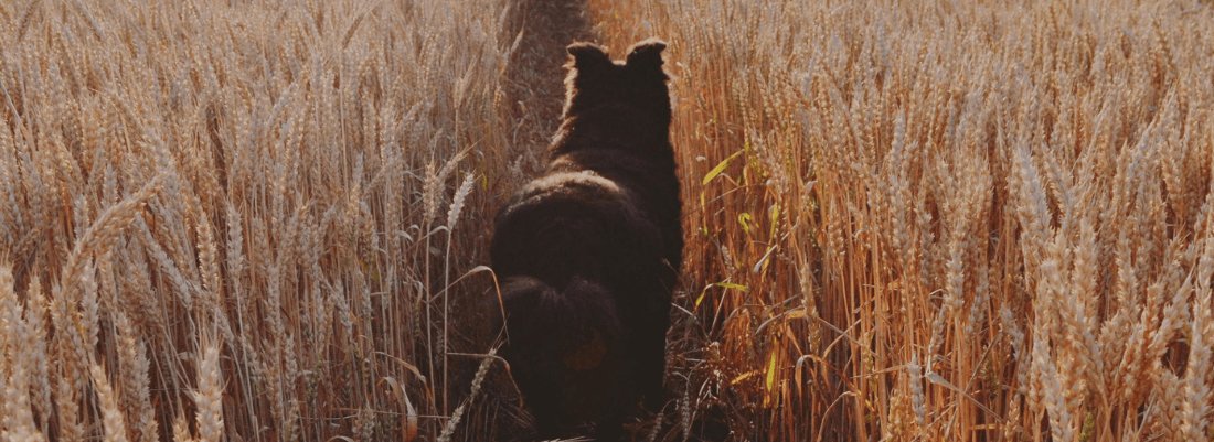 Can Dogs Eat Barley? Is It Safe?