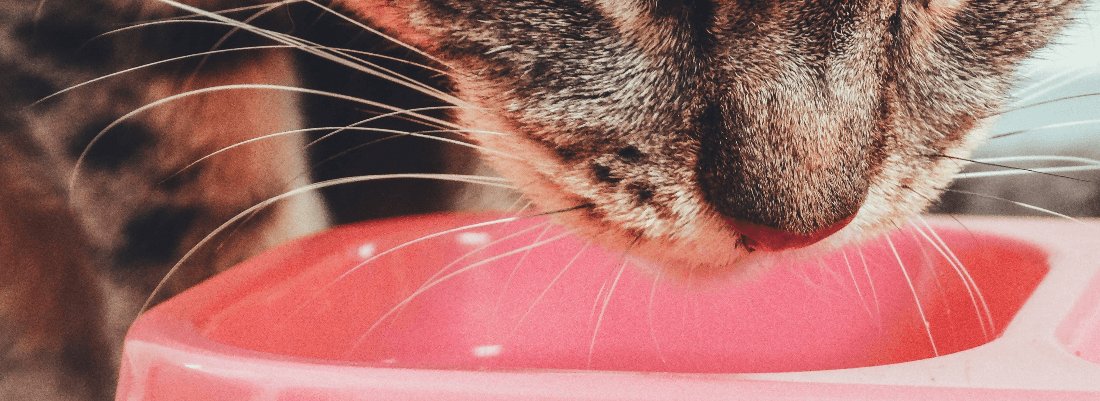 Signs and symptoms of cat food intolerances and allergies